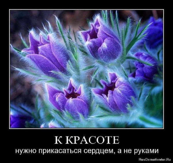 К красоте нужно прикосаться сердцем, а не руками