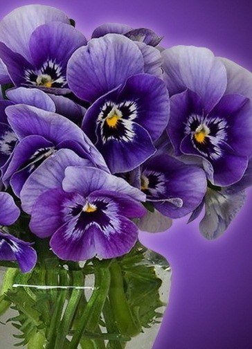 file_52429886