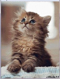 Котёночек анимация фл.1.1
