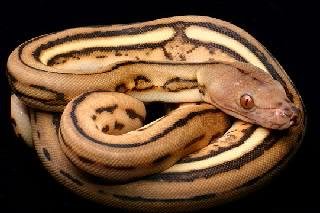 Super Python v.2.4 C
