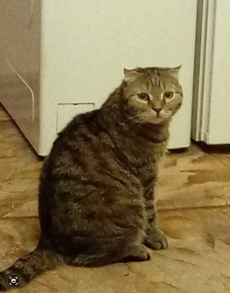 Барсик