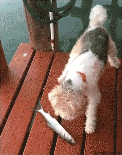 daily gifdump 628 12