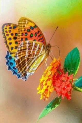 file_49630745