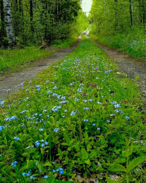 Русская природа