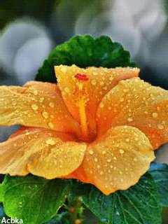 file_49785157
