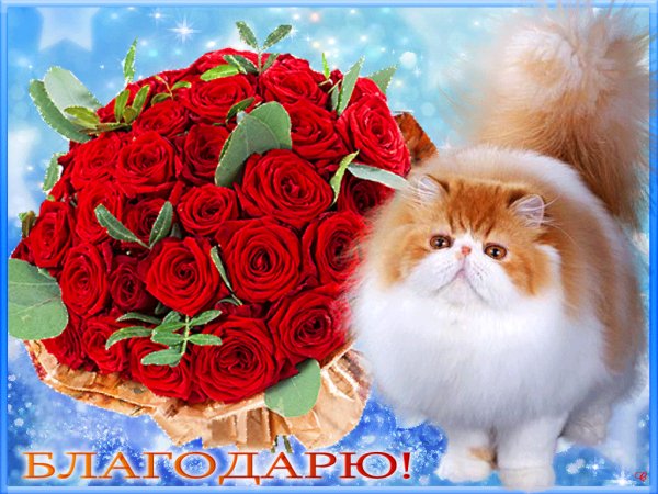 Благодарю!