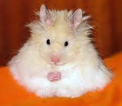 instead-hamster1-0.1