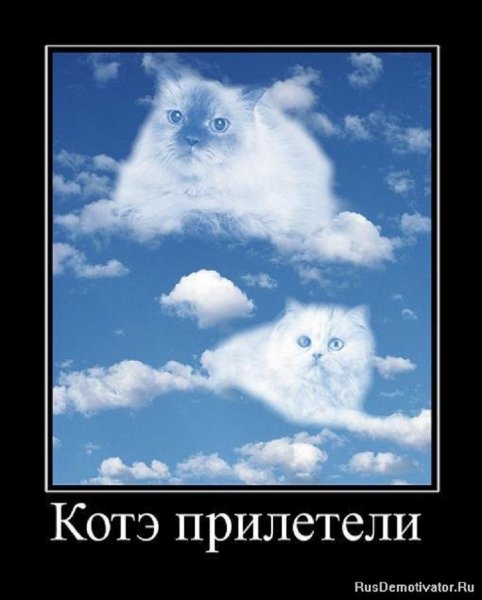 Котэ прилетели