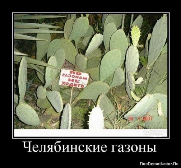 Челябинские газоны