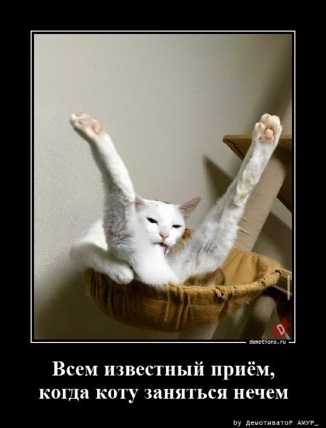 Когда коту заняться нечем...