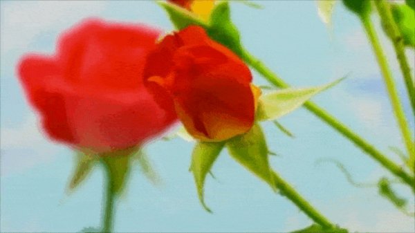 morning-roses-beautiful