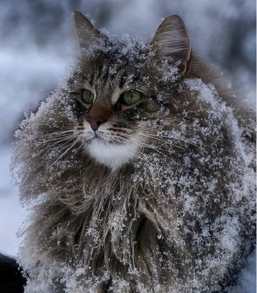 Кот зимой