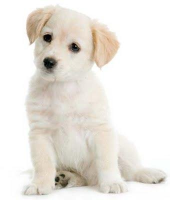 Puppy Talk