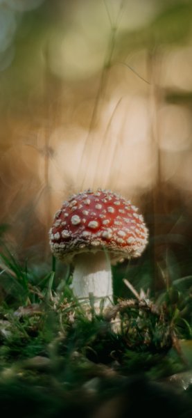 file_92370152