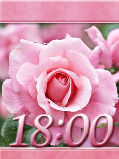 eclipse moon pink rose