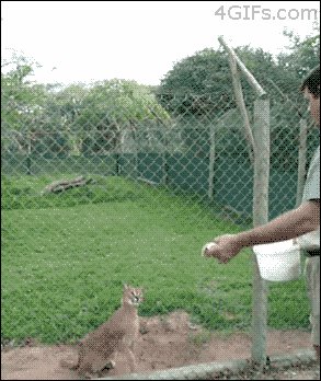 гифки-котэ-ямакаси-кормёжка-528284