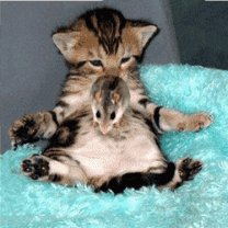 КОТИК И ХОМЯЧОК