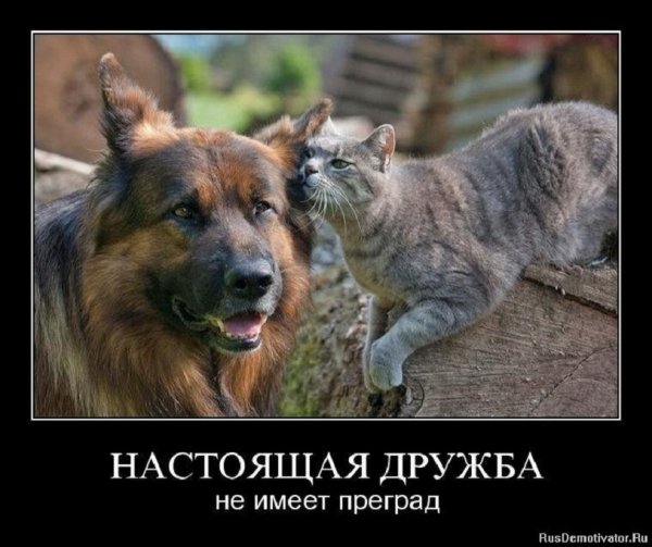 Настоящая дружба