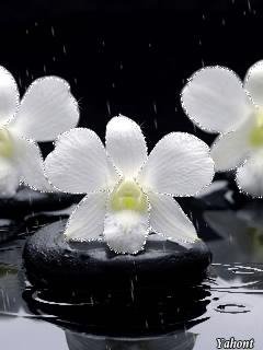 whiteorchi