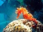 images9