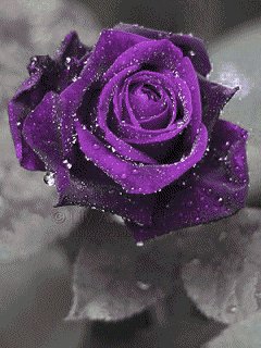 file_46679260
