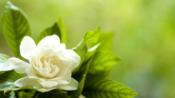 Image (22)
