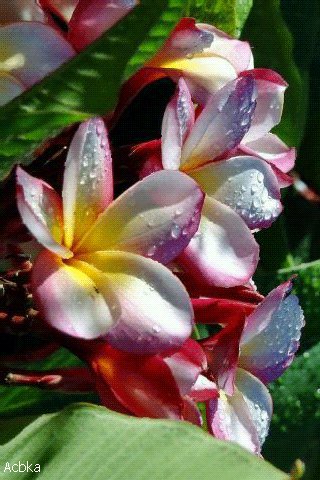 file_74782728