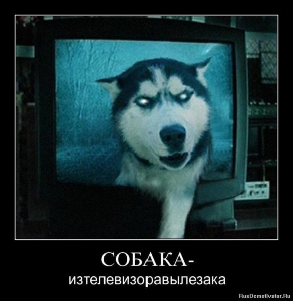 Собака ....