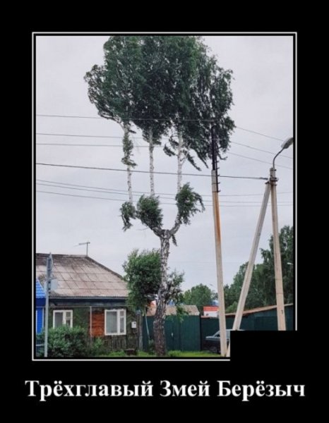 когда деревья были большими