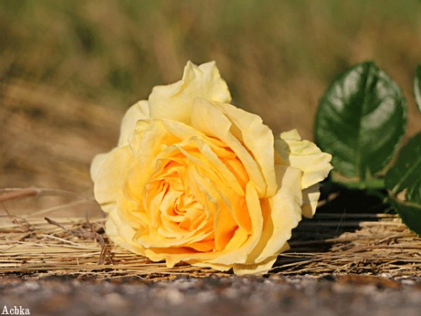 file_97453950