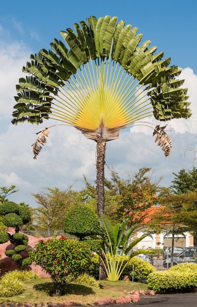 Penang Malaysia Ravenala-madagascariensis-01