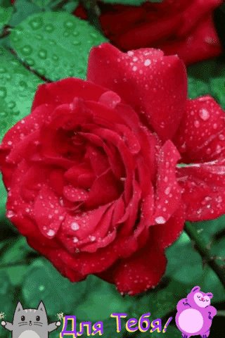 file_74496476