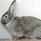 shinshilla