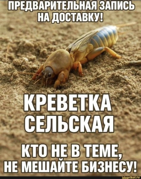 Креветка