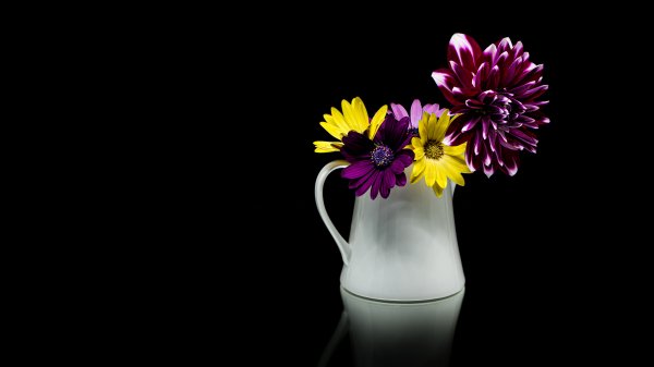 Tsvety-chernyi-fon-kompozitsiia-kuvshin-osteospermum-georgin