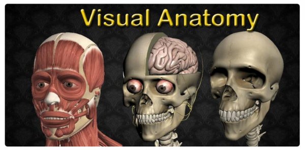 Visual Anatomy 2 0