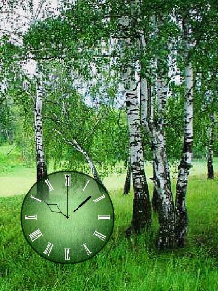 Березы