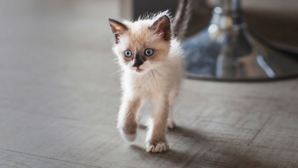 Котёнок