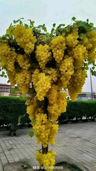 file_95694213