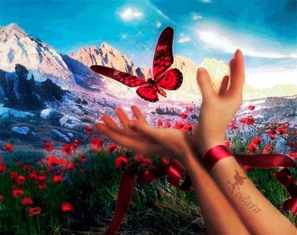 Butterfly
