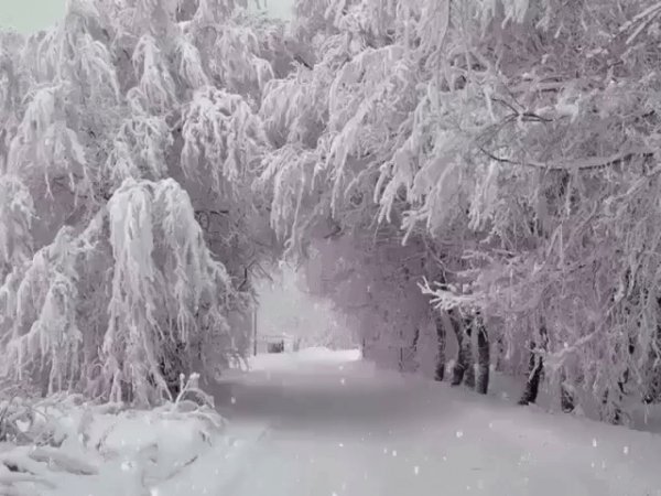 gif 1479144148