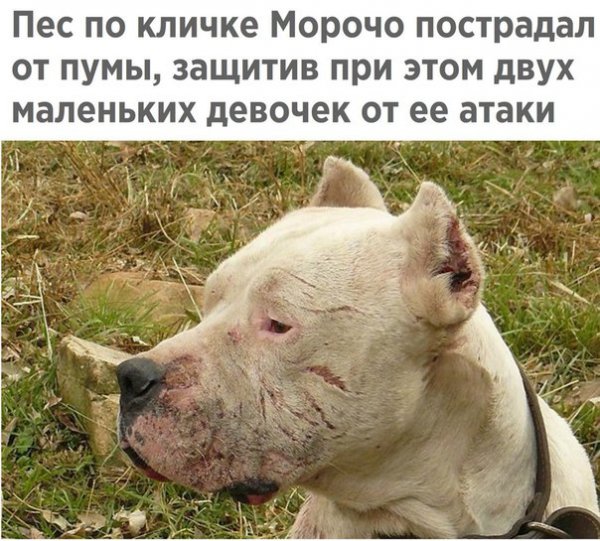 Mорочо-пёс