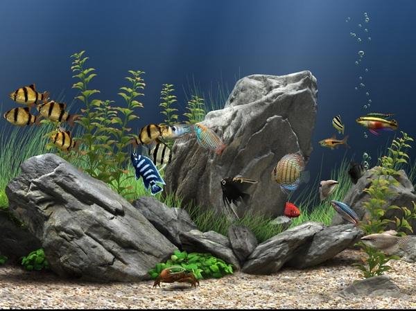 Dr.Aquarium.1.2592.x86.x64.Rus