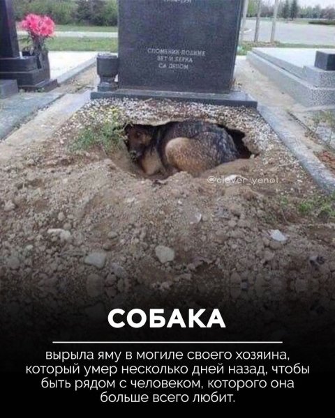 Верность