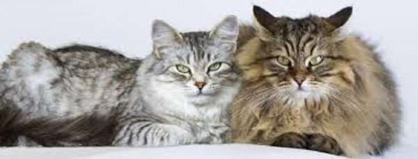 Кот и кошка