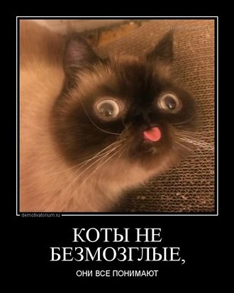 tmb demotivatorium ru koti ne bezmozglie 165906