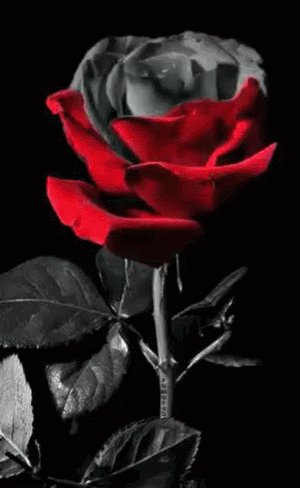 gif 1494260605