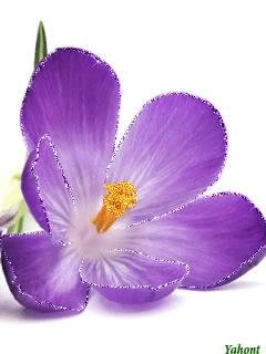 krokus