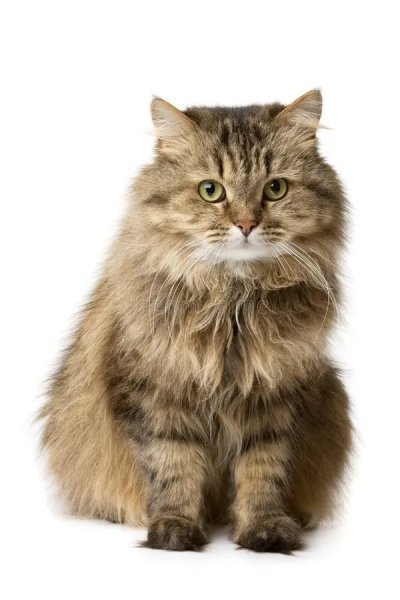 Котенок