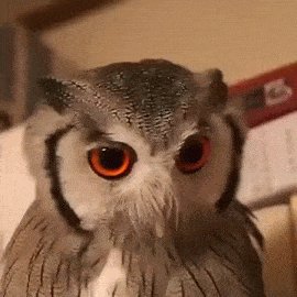 Сова